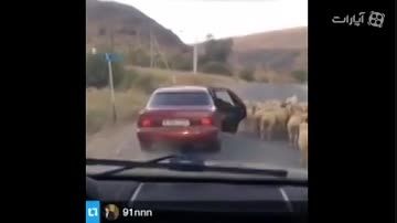 گوسفند دزدی با حال