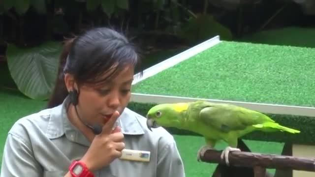 طوطی آمازون سخنگو در پارک پرندگان جورونگ سنگاپور