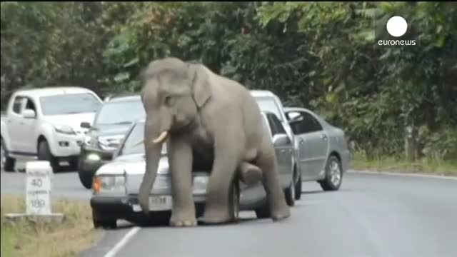 فیل عصبانی