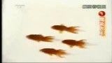 کنترل حرکت ماهی ها با ارژی درونی عجیب و جالب