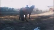 کتک خوردن صاحب اسب از اسبش