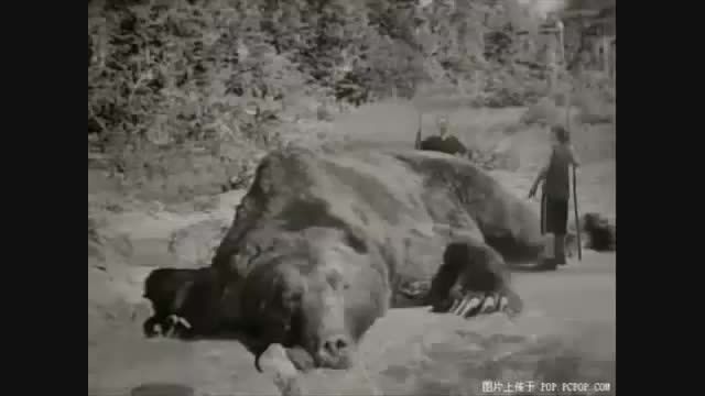 تصویر گرفته شده از بزرگ ترین خرس جهان