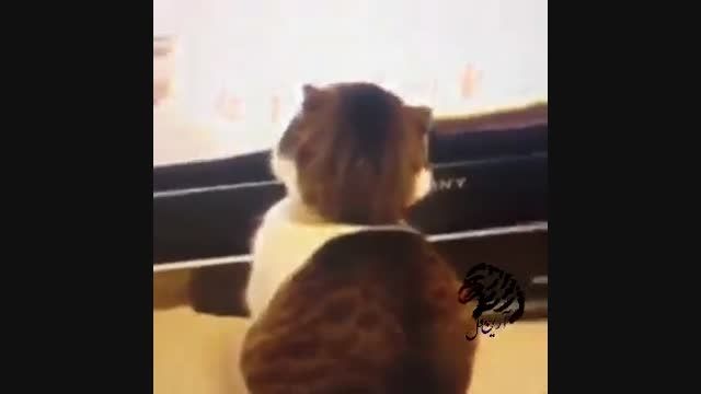 وقتی گربه محو تماشا میشه