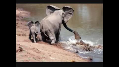 درگیری فیل و تمساح (عکس )