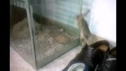 موش دوپا (هفتمین جانور عجیب دنیا)