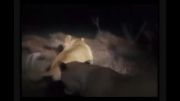 حمله شیر نر به1گله کفتار و نجات جان شیر های ماده (جدید)