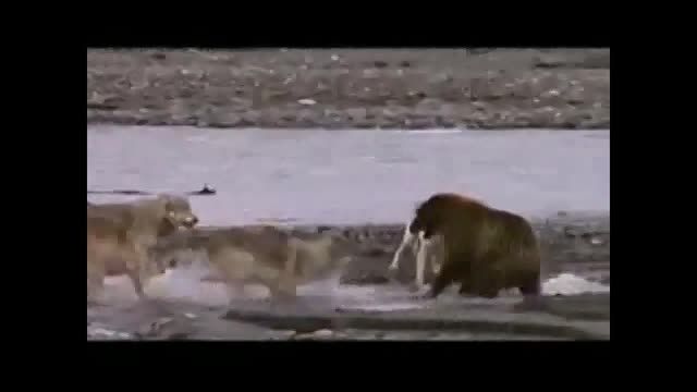 حمله گرگ ها به خرس