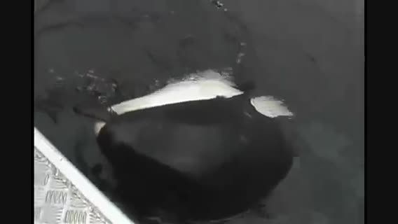 بازی کردن نهنگ قاتل با انسان