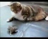 ترسیدن گربه از موش