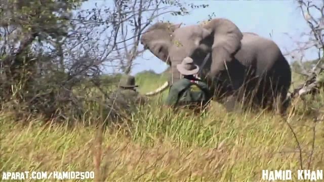 کشتن فیل عظیم الجثه با اسلحه سنگین