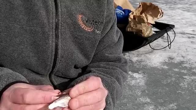 اردک ماهی گیری خوشمزه در دریاچه یخبندان و اموزشی
