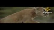 فیلمی زیبا از حیات وحش