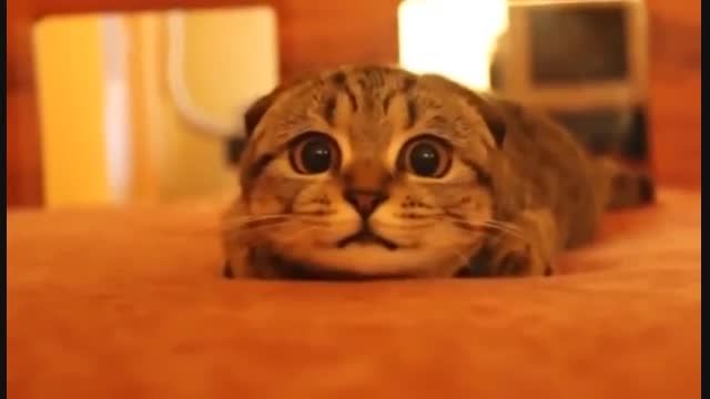 وقتی یه گربه فیلم ترسناک نگاه می کنه