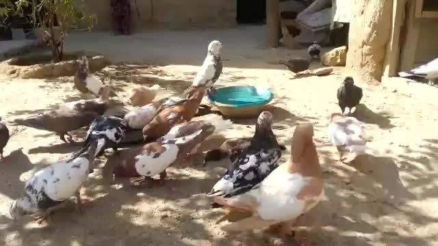 کبوتران افغانی