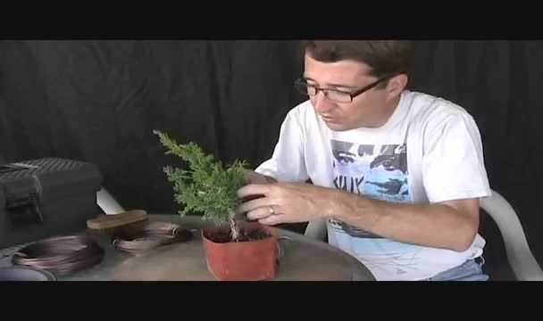 How To Make A Juniper Bonsai