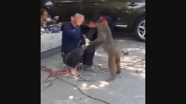 کتک خوردن از میمون