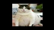 چاق ترین گربه های جهان(1تا5)