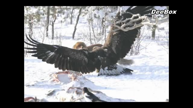 10 شکار عجیب عقاب های بزرگ