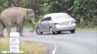 حمله ی فیل کنجکاو به ماشین!!