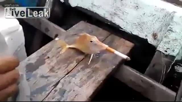 سیگار کشیدن ماهی + جالب