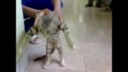 رقص گربه (ایرانی )