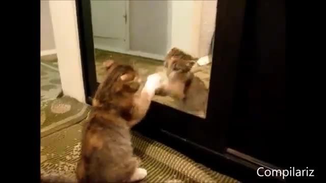 حیوانات در آینه