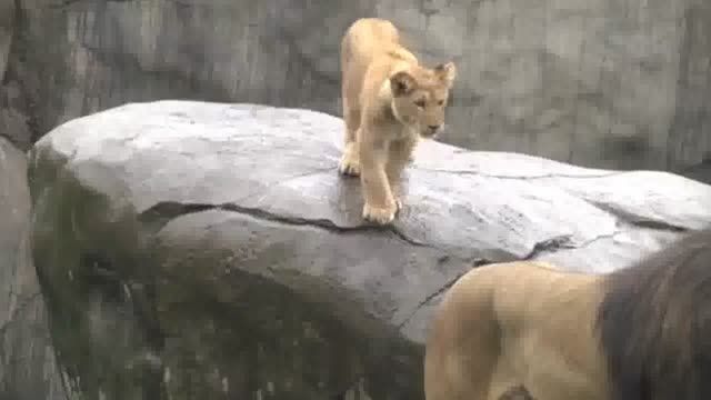 بچه شیرهایی که برای بار اول بیرون میروند