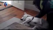 فیلم: سگ لجبازی که برای نخوابیدن به حرف می