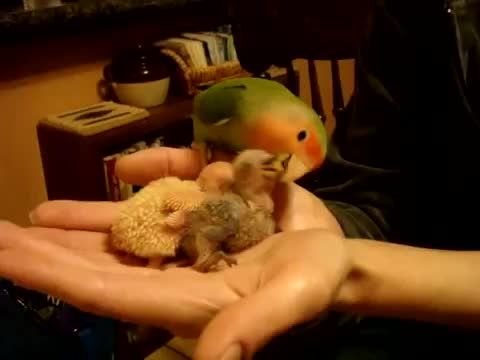 غذا دادن مادر به بچه Lovebird