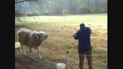 از پا در آوردن گاو با اسلحه سنگین
