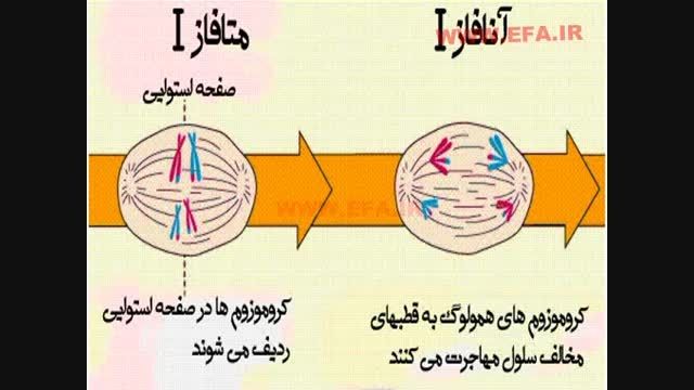 مراحل تقسیم سلولی