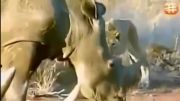 حمله ی دو شیر جوان به یک گله کرگدن