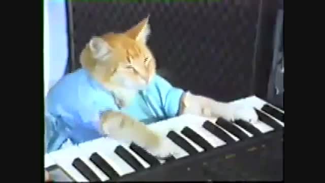 نوازندگی کیبورد توسط گربه