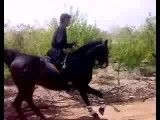 اسب کرد زیبا سردار