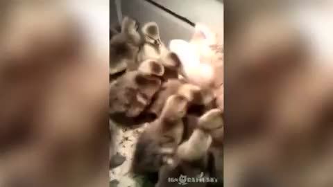 محاصره بچه گربه توسط جوجه اردک ها