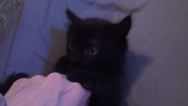 10 دلیل برای داشتن گربه سیاه در خانه..! HD