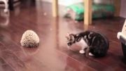 بچه گربه و جوجه تیغی (بانمک)