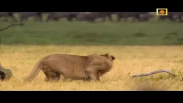 شکار فیل توسط شیر