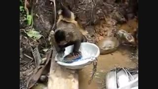 میمون دارد ظرف می شورد