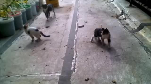 والیبال گربه ها