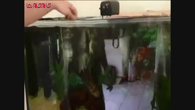 ماهی آکواریومی فیلم کلیپ گلچین صفاسا