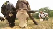 گاوی که روی گردنش پا دارد