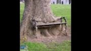 صندلی در داخل درخت
