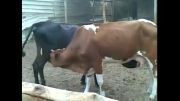 شیر خوردن گاو