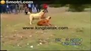 عظمت سگ گله آسیا مرکزی قفقازی و کانگال را مقابل دیگر نژادها