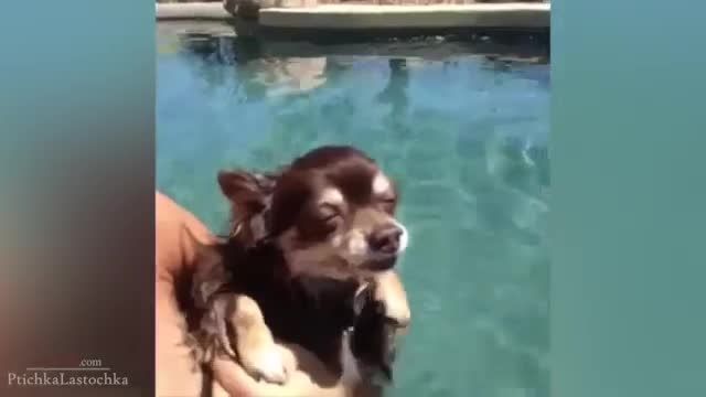 ویدئوی خنده دار از سگ ها (2015)