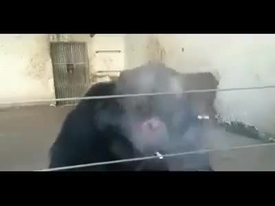 میمون معتاد باغ وحش که سیگار با سیگار روشن میکند