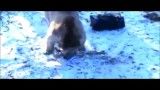 حمله نفس گیر خرس در سیبری ( آخرش خیلی جالبه )