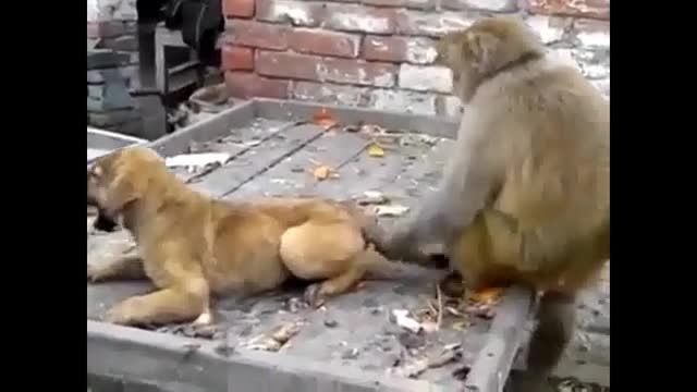 کلیپ بی نهایت خنده دار دعوای سگ و میمون بر سر جا