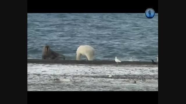 شکار والروس غول پیکر توسط خرس قطبی